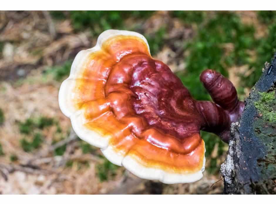 Reishi-lesklokorka-leskla